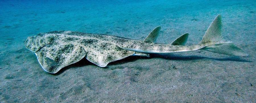 Angel Shark