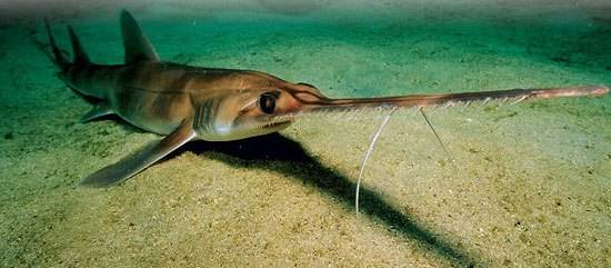 Bahamas Sawshark