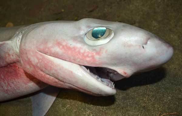 Bigeye Sixgill Shark