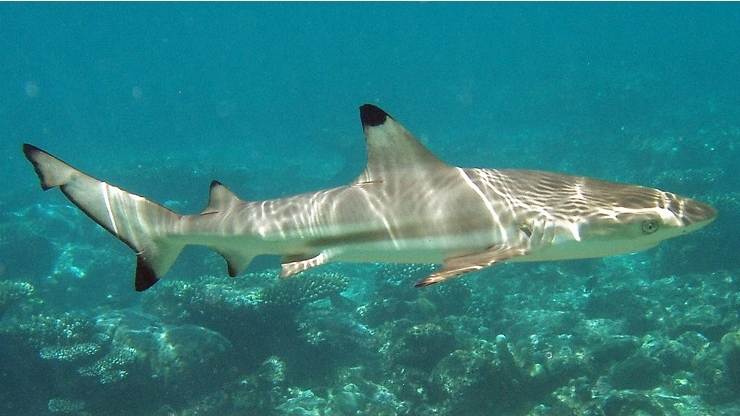 Blacktip Reef Shark