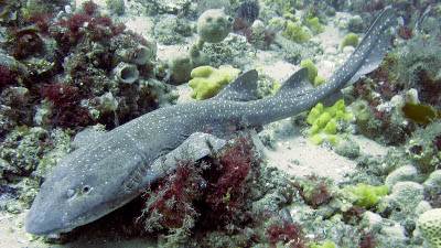 Blue Gray Carpet Shark