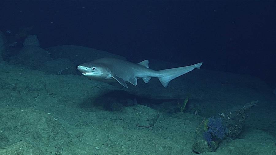 Bluntnose Sixgill Shark