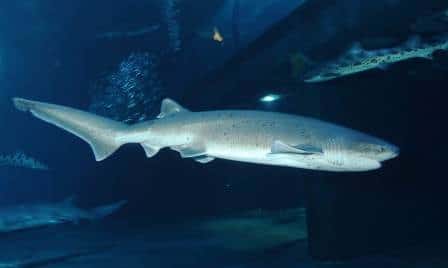 Broadnose Sevengill Shark