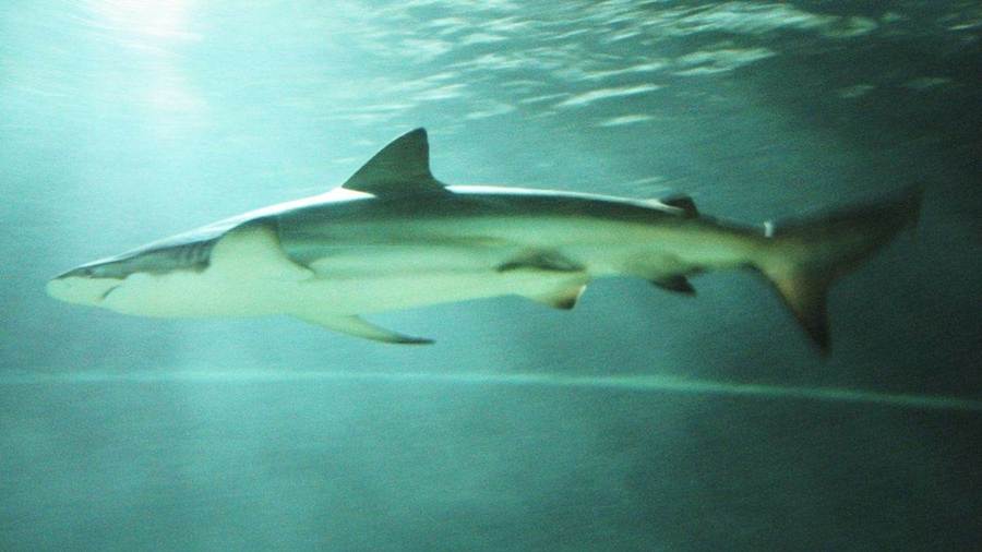 Bronze Whaler Shark