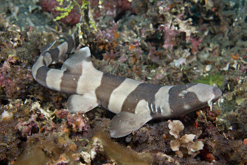 Brownbanded Bamboo Shark