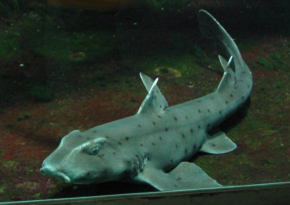 Bullhead Shark