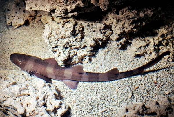 Burmese Bamboo Shark