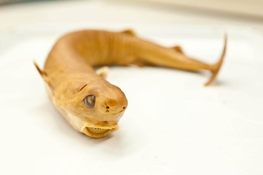 Cookiecutter Shark