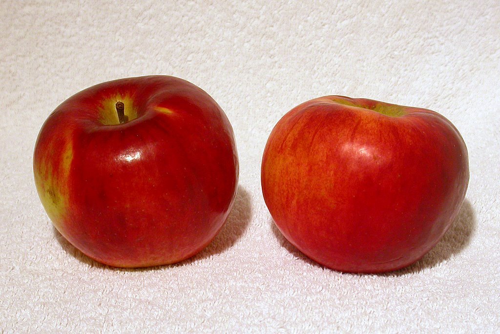 Cortland Apple