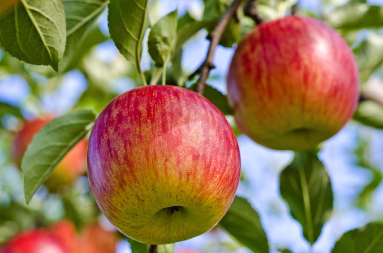 Fuji Apple