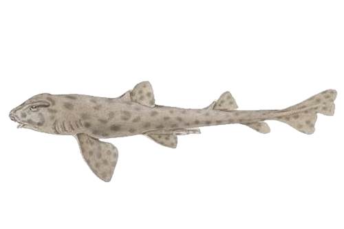 Galapagos Bullhead Shark