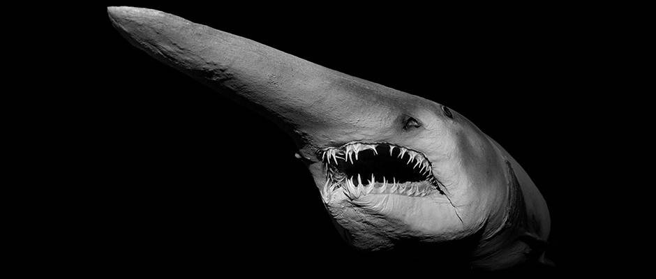 Goblin Shark