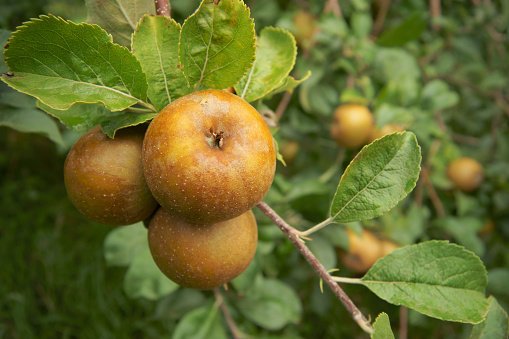 Golden Russet Apple