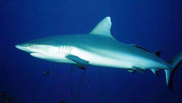 Gray Reef Shark