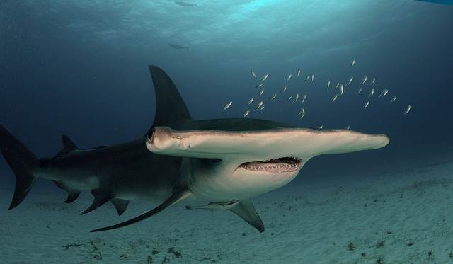 Great Hammerhead Shark