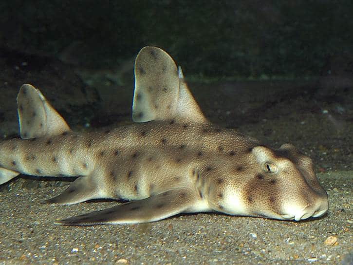 Horn Shark