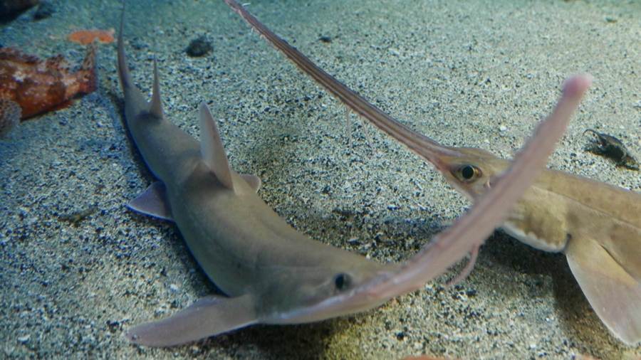 Japanese Sawshark