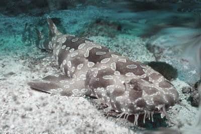 Japanese Wobbegong