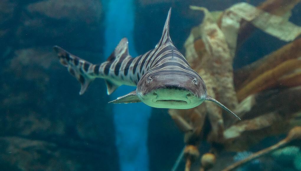 Leopard Shark