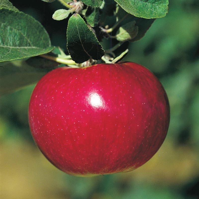 McIntosh Apple