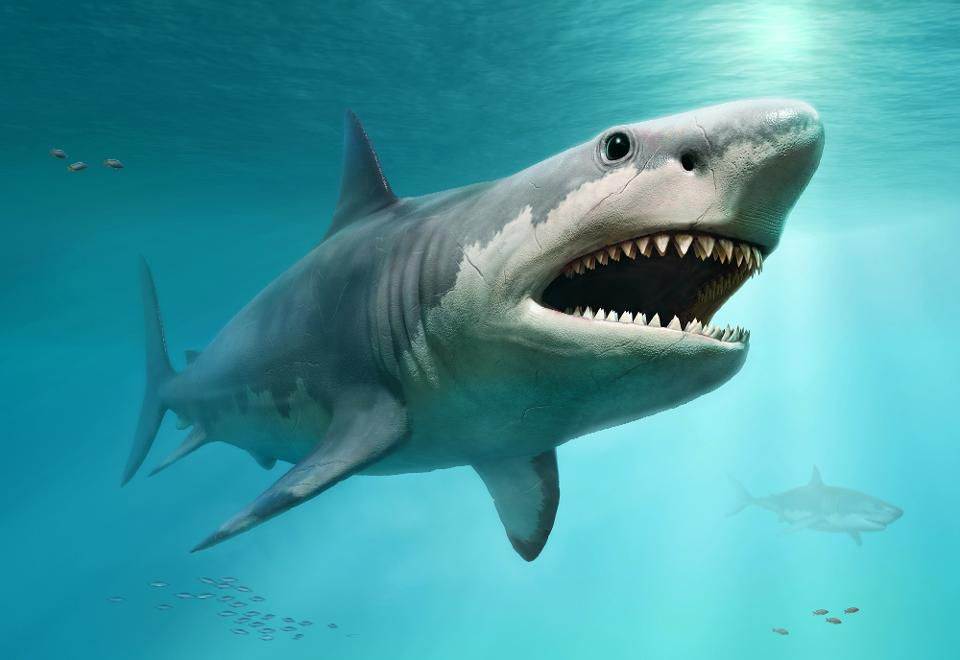 Megalodon Shark