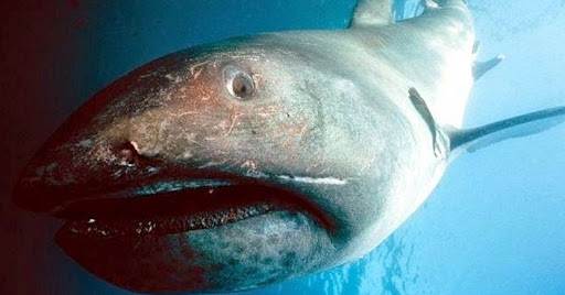 Megamouth Shark