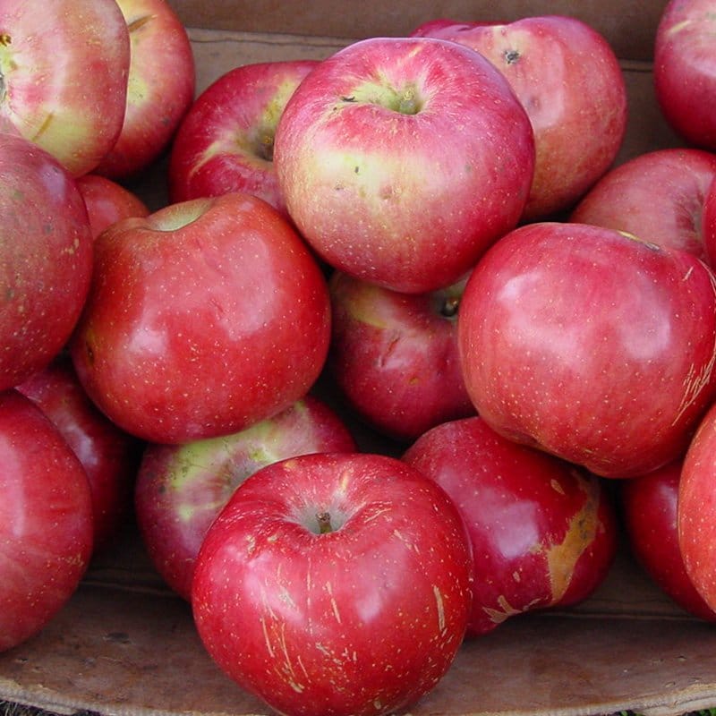 Northern Spy Apple