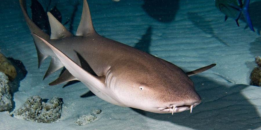 Nurse Shark