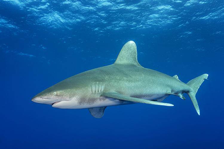 Oceanic Whitetip Shark