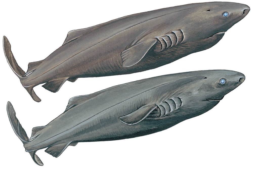 Pacific Sleeper Shark