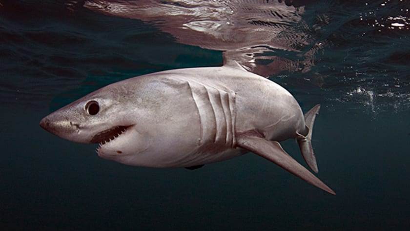 Porbeagle Shark