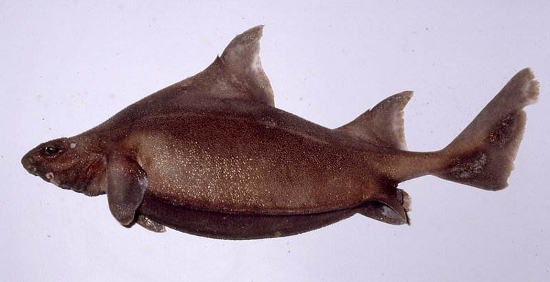 Prickly Dogfish Shark