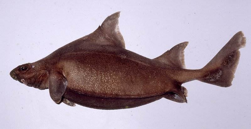 Prickly Dogfish Shark