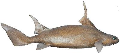 Sailfin Rough Shark