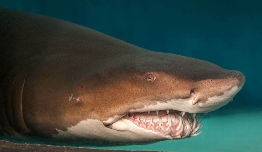 Sand Tiger Shark