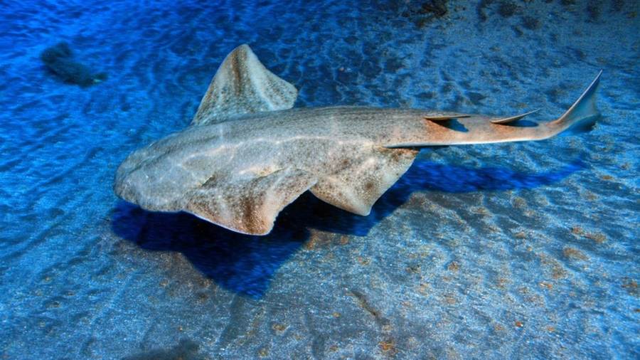 Sawback Angelshark