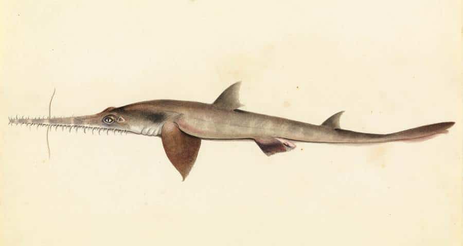 Sawshark