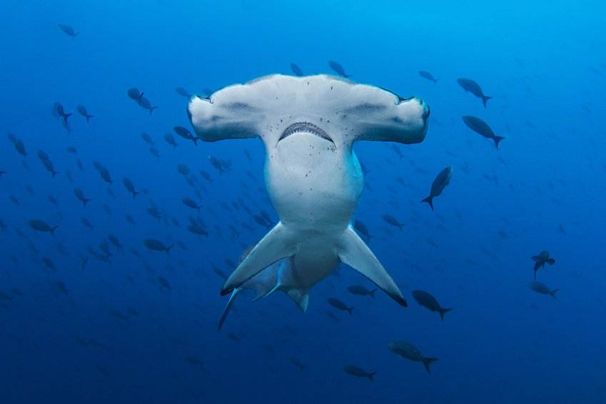 Scalloped Hammerhead Shark