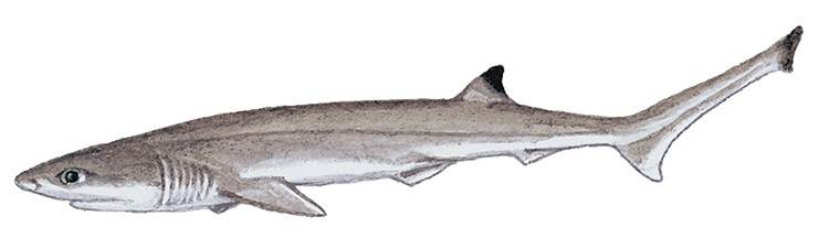 Sharpnose Sevengill Shark