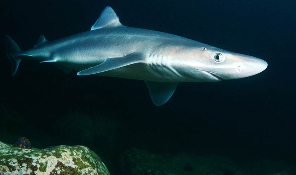 Spiny Dogfish Shark