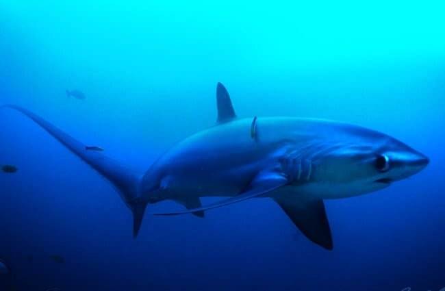 Thresher Shark