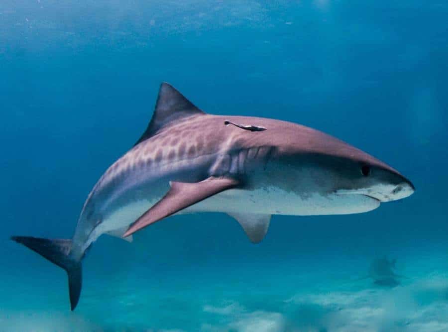 Tiger Shark