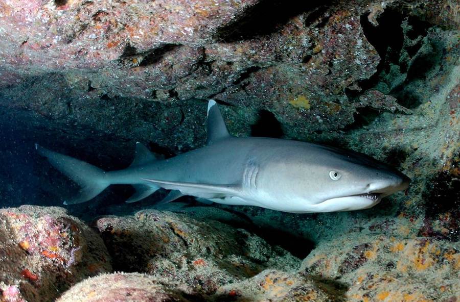 Whitetip Reef Shark