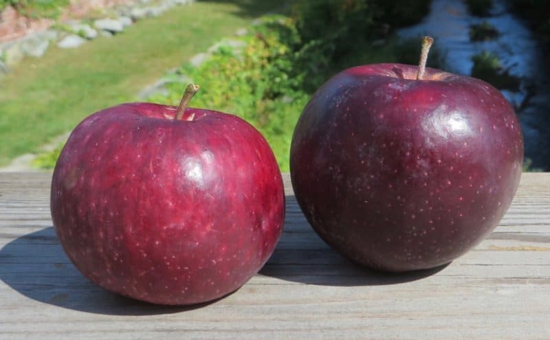 Williams Pride Apple