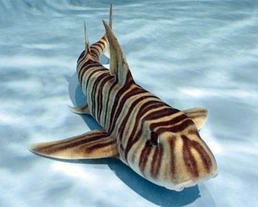 Zebra Bullhead Shark