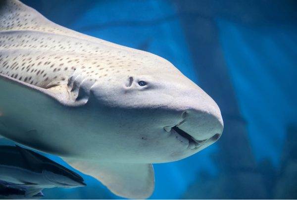 Zebra Shark