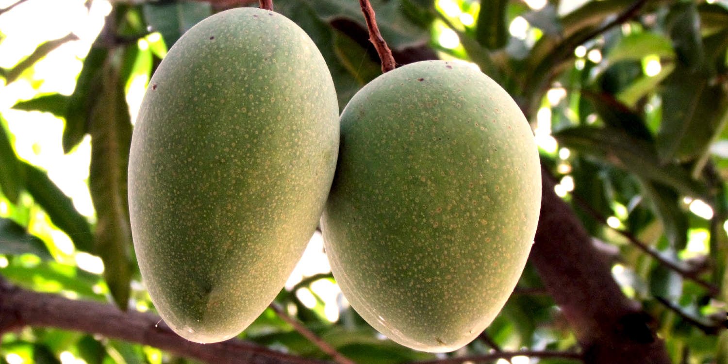 Alampur Baneshan Mango