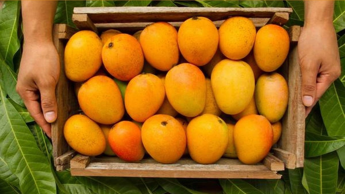 Alphonso Mango