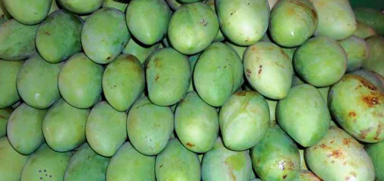 Carabao Mango