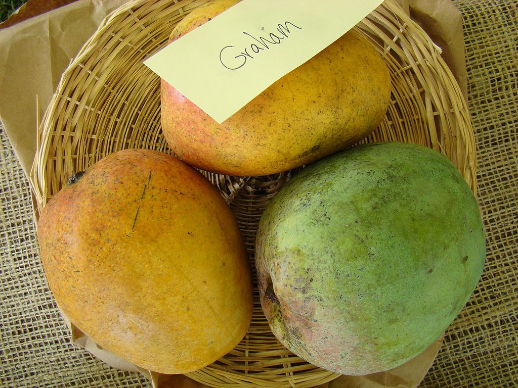 Graham Mango